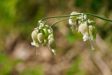 Wildflowers bluebells in a forest glade