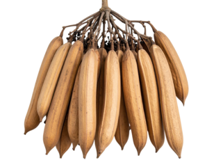 Dried Kapok Seed Pod Cluster, Transparent