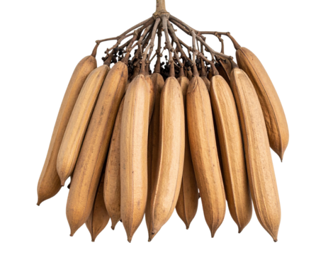 Dried Kapok Seed Pod Cluster, Transparent