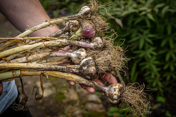 Freshly harvested garlic bulbs being held by a gardener