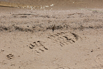 Texture of sand and earth, traces of human feet and shoes