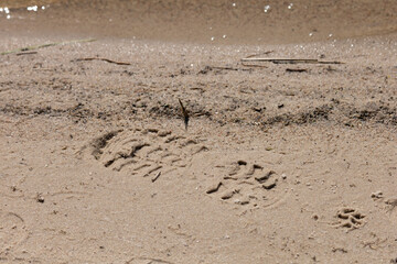 Texture of sand and earth, traces of human feet and shoes