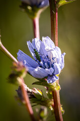 A thick-legged flower beetle  perched on a common chicory flower, in the summer sunshine