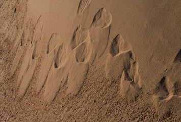 Texture of sand and earth, sand dunes and waves, traces of animals, birds and snakes on the sand