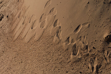 Texture of sand and earth, sand dunes and waves, traces of animals, birds and snakes on the sand