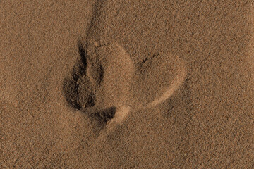 Texture of sand and earth, sand dunes and waves, traces of animals, birds and snakes on the sand