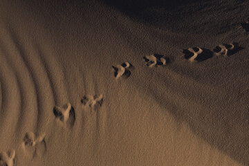 Texture of sand and earth, sand dunes and waves, traces of animals, birds and snakes on the sand