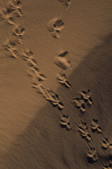 Texture of sand and earth, sand dunes and waves, traces of animals, birds and snakes on the sand