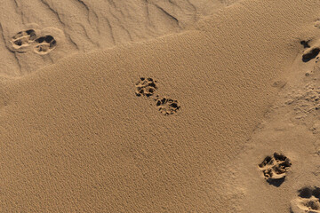 Texture of sand and earth, sand dunes and waves, traces of animals, birds and snakes on the sand