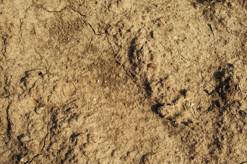 A dry, cracked, and dusty ground with a few small rocks scattered around