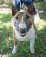 Close up photo of a red and white bull terrier