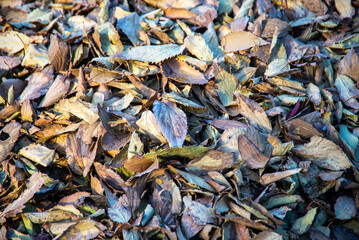 Blanket of dry leaves in fall