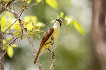 Yellow and brown perched bird holding grass in tis beak in the tropical forest of the Yucatan...