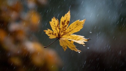 Single Yellow Maple Leaf Falling in Autumn Rain