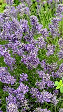 Close-up of blooming lavender flowers swaying gently in the breeze, showcasing calming purple hues, dense blossoms, and soothing movement in a lush green garden.
