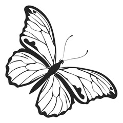 butterfly  silhouette on white background