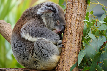 Fototapeta premium Koala Sleeping on Eucalyptus Tree with Clear Fur Texture