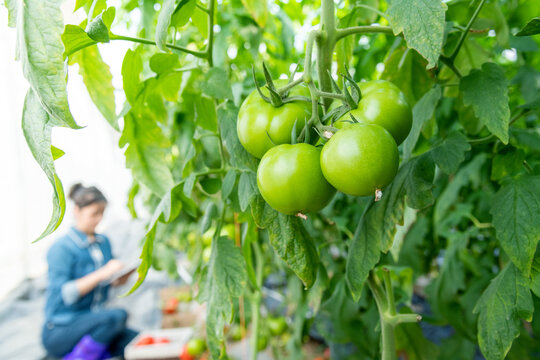 Young woman farmer using digital tablet in tomato farm