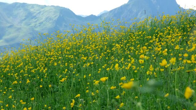 A vibrant summer meadow blanketed with yellow wildflowers stretches across the hillside, backed by towering alpine mountains under soft light and a clear sky.