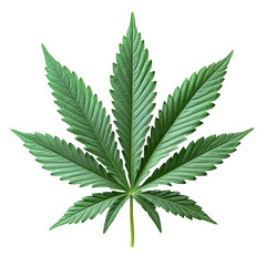 Explore the Beauty and Benefits of Cannabis: A Detailed Look at the Leaf Structure and Its Natural Environment