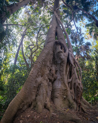 Atrapado, ra&iacute;ces. 