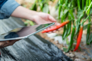 Young woman farmer using digital tablet in pepper farm