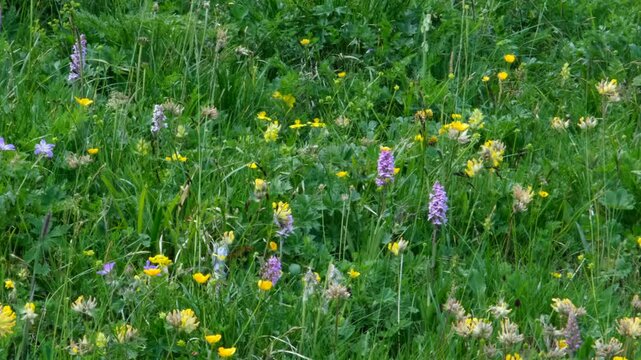 A lush alpine meadow bursting with wildflowers&mdash;yellow buttercups, purple orchids, and greenery&mdash;captured during summer, showcasing nature&rsquo;s raw, colorful, and untamed beauty.
