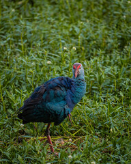 pheasant in the grass