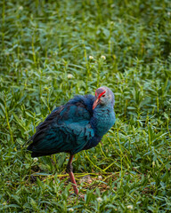 bird on a green grass