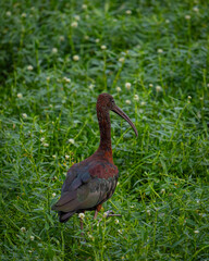 red billed stork