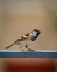 sparrow on a branch
