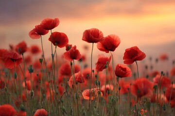 Fototapeta premium Red Poppies Field at Sunset
