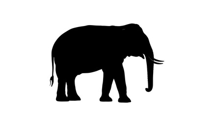 Fototapeta premium A striking black silhouette of an elephant on a pure white backdrop.