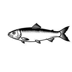 Obraz premium Illustration of a fish with detailed fins and scales silhouette