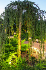 Beautiful Garden With a Lush Tree and Soft Evening Lighting in a Serene Setting