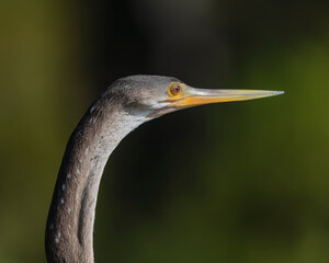 A portrait of an anhinga bird with a clean dark background. 