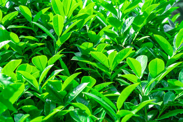 Fresh Green Leaves Create a Vibrant Scene in a Sunny Garden Setting