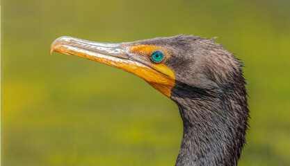 A close-up portrait of a double-crested cormorant with a bright blue eye