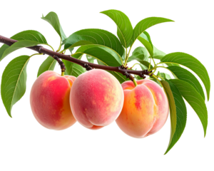 Ripe Peaches Hanging from a Tree Branch with Green Leaves, isolated on transparent background