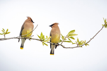 Two cedar waxwings on a branch facing each other with a clear, pale sky