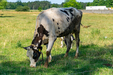 Cow grazing on a green meadow on a sunny day, with forest and buildings in the background. Peaceful...
