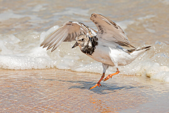 A ruddy turnstone dodging a wave on the beach in Florida