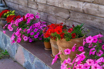 Colorful flowers in pots arranged along a wooden house wall. Summer rustic garden decoration with...