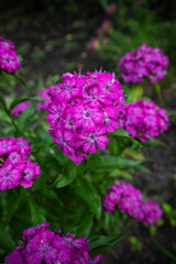 Obraz premium Turkish carnation blooms in the garden