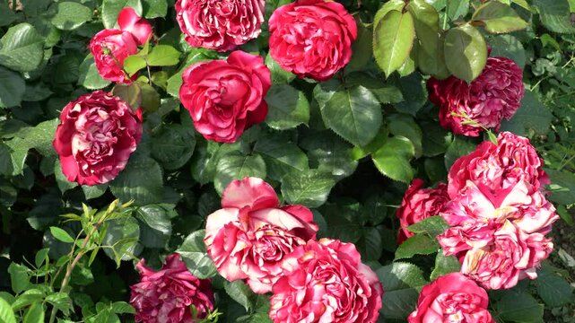 Vibrant Red Roses in Full Bloom During a Sunny Afternoon Garden Stroll