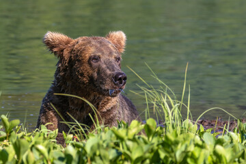 A wet brown bear with the tail of a fish sticking out of its mouth