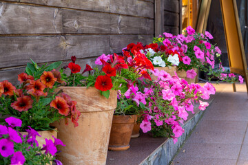 Colorful petunias in clay pots arranged by a wooden wall. Summer terrace or garden decoration in rustic style.