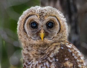 A portrait of a juvenile barred owl perched on a branch and staring at the camera