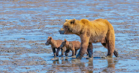 A muddy mother bear and two muddy bear cubs walking through the tidal flats in Lake Clark National Park © Linda
