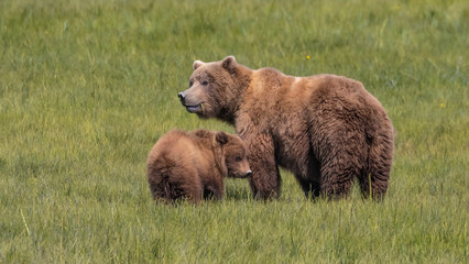 A mother bear with her single cub standing in a field of grass in Lake Clark National Park © Linda